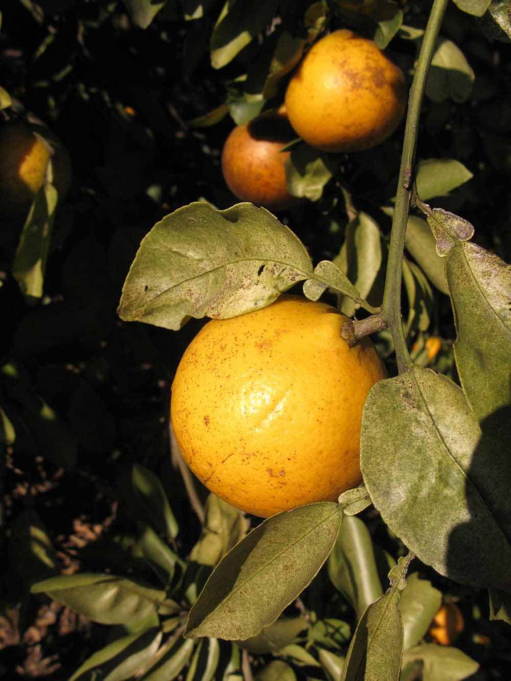              Fruit (Winter Haven, FL)       